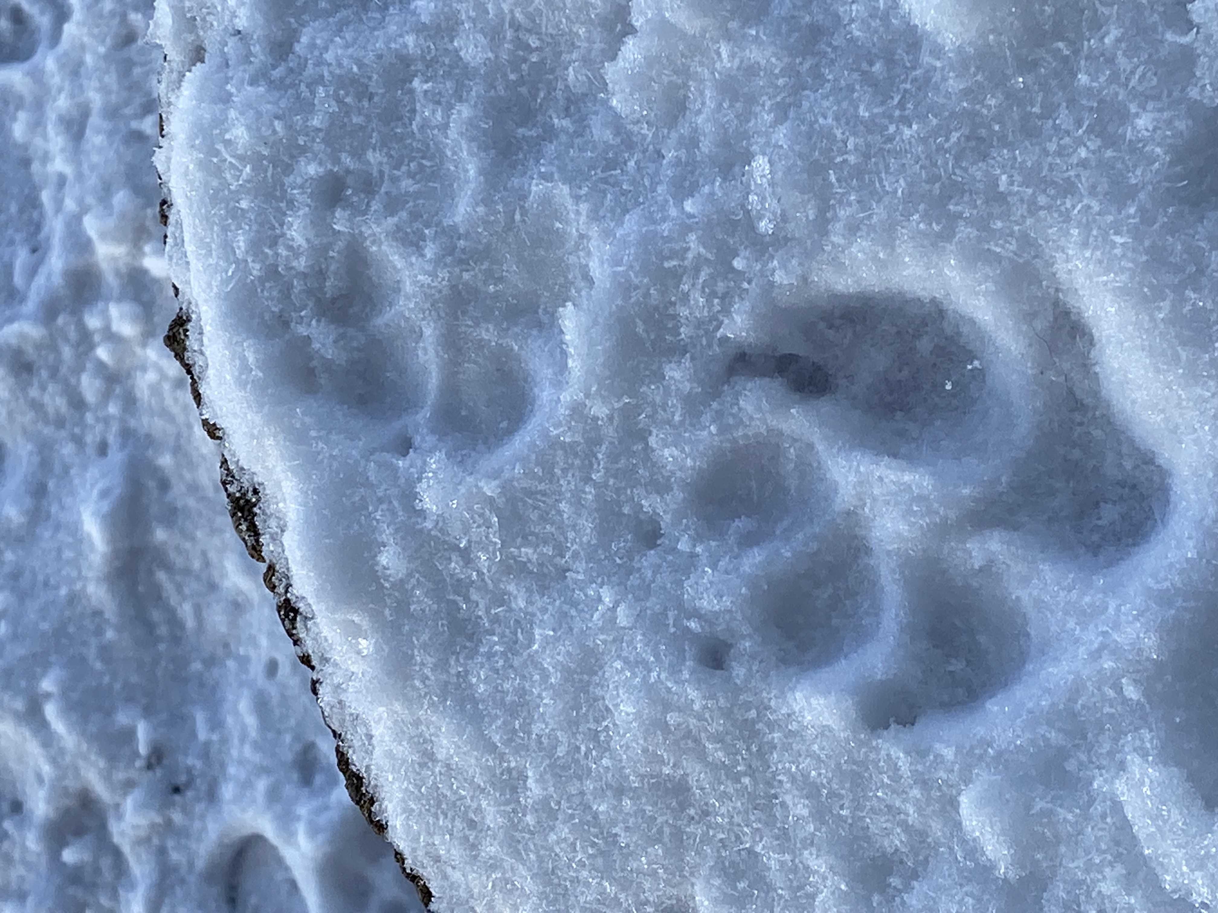 Pfotenabdrücke im Schnee